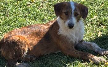 Rescue Labrador Retriever and Wirehaired Terrier Dogs for Adoption in Swainsboro, Georgia - Bingo | PetCurious