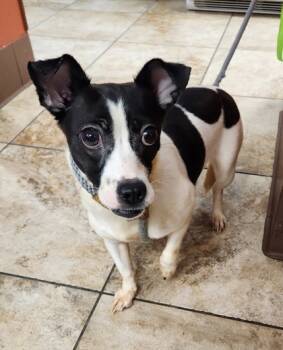 Rescue Mixed Breed Dogs for Adoption in Cincinnati, Ohio - Dubai | PetCurious