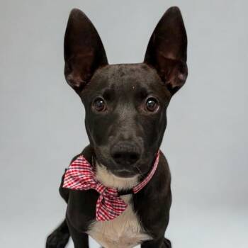 Salt -  Border Collie and Mixed Breed Dog for Adoption in Concord, North Carolina - Salt | PetCurious