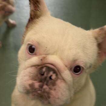 Princess -  French Bulldog Dog for Adoption in West Palm Beach, Florida - Princess | PetCurious