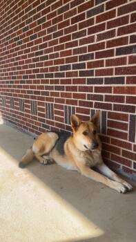 Shadow -  German Shepherd Dog Dog Available for Adoption in Dacula, Georgia - Shadow | PetCurious