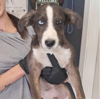 Jupiter -  Cattle Dog Dog for Adoption in Hollister, Missouri - Jupiter | PetCurious