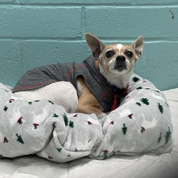 Chihuahua Dogs Available for Adoption - Candy | PetCurious