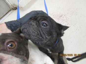Poppy (322) -  French Bulldog Dog for Adoption in Marietta, Georgia - Poppy (322) | PetCurious