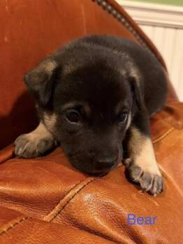 Little Bear -  Bernese Mountain Dog and Golden Retriever Dog for Adoption in Morton Grove, Illinois - Little Bear | PetCurious