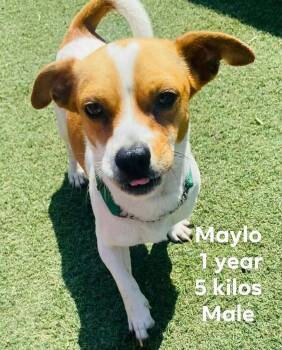 Terrier Dogs Available for Adoption in Durango, Colorado - Maylo | PetCurious
