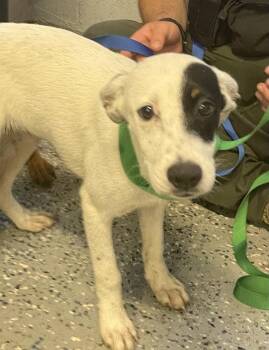 Zero -  Pit Bull Terrier Dog for Adoption in Mobile, Alabama - Zero | PetCurious