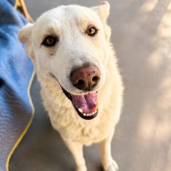 Yeti (Tornado) -  Shepherd Dog for Adoption in San Diego, California - Yeti (Tornado) | PetCurious