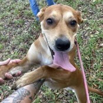 Mia Bella -  Labrador Retriever and Mixed Breed Dog for Adoption in Tampa, Florida - Mia Bella | PetCurious