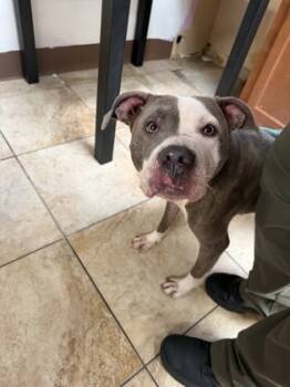 Rescue Mixed Breed Dogs for Adoption in Cincinnati, Ohio - Chivey | PetCurious