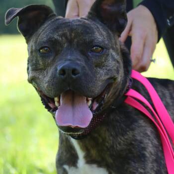 Rebel -  Boxer Dog for Adoption in New Boston, New Hampshire - Rebel | PetCurious