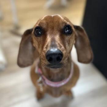 DACHSHUND -  Dachshund Dog for Adoption in Atascadero, California - DACHSHUND | PetCurious
