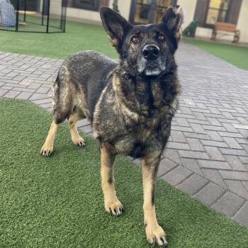 Mom Sammie  8897 -  Shepherd Dog Available for Adoption in Loxahatchee Groves, Florida - Mom Sammie  8897 | PetCurious