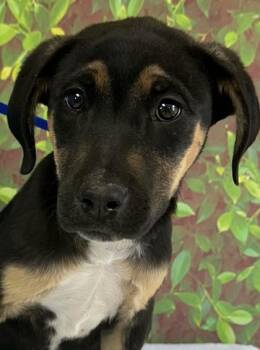 Retriever and Shepherd Dogs Available for Adoption - Shannon | PetCurious