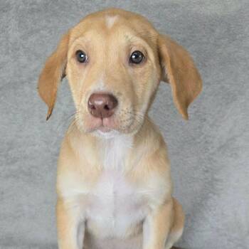 FOSTER OR FOSTER TO ADOPT - Nathan -  Mixed Breed and Labrador Retriever Dog for Adoption - FOSTER OR FOSTER TO ADOPT - Nathan | PetCurious
