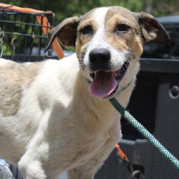 Libby -  Mixed Breed Dog for Adoption in Valley, Alabama - Libby | PetCurious
