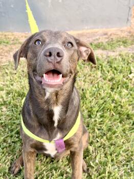 Black Labrador Retriever Dogs Available for Adoption - Mulan | PetCurious