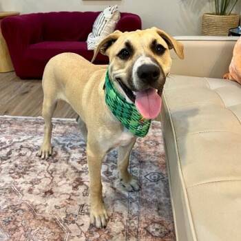 Jerry Joy To The World -  Pit Bull Terrier and Labrador Retriever Dog for Adoption in Friendswood, Texas - Jerry Joy To The World | PetCurious