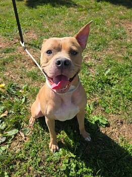Ethan -  Pit Bull Terrier Dog for Adoption in Springfield, Illinois - Ethan | PetCurious