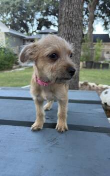 Olivia the sweet tiny Yorkie mix -  Yorkshire Terrier Dog for Adoption in Lockhart, Texas - Olivia The Sweet Tiny Yorkie Mix | PetCurious