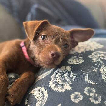 Chihuahua and Dachshund Dogs Available for Adoption - Billie | PetCurious