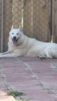 Rescue Husky Dogs for Adoption in Longview, Texas - Casper | PetCurious
