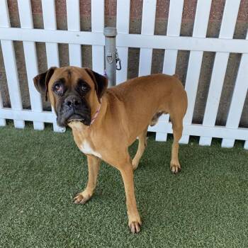 LUCKY -  Boxer Dog for Adoption in Modesto, California - LUCKY | PetCurious