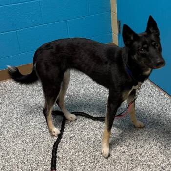Diva -  German Shepherd Dog and Husky Dog for Adoption in Cheyenne, Wyoming - Diva | PetCurious