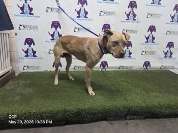 QUEEN -  Pit Bull Terrier and Mixed Breed Dog for Adoption in Orlando, Florida - QUEEN | PetCurious