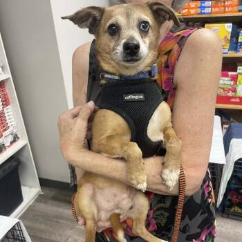 Chihuahua and Australian Shepherd Dogs Available for Adoption in Wichita, Kansas - Dingo | PetCurious