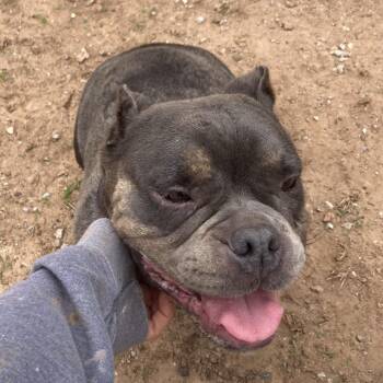 Fendii (FKA Raven) -  Pit Bull Terrier and English Bulldog Dog Available for Adoption in Sand Springs, Oklahoma - Fendii (FKA Raven) | PetCurious