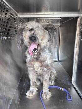 ARLO -  Poodle and Mixed Breed Dog for Adoption in Oklahoma City, Oklahoma - ARLO | PetCurious