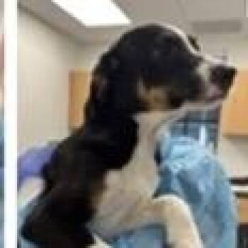 Jughead -  Bernese Mountain Dog and Schnauzer Dog for Adoption in Tampa, Florida - Jughead | PetCurious