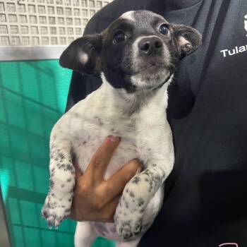 Rescue Cattle Dog and Mixed Breed Dogs for Adoption in Bend, Oregon - Sneezy | PetCurious