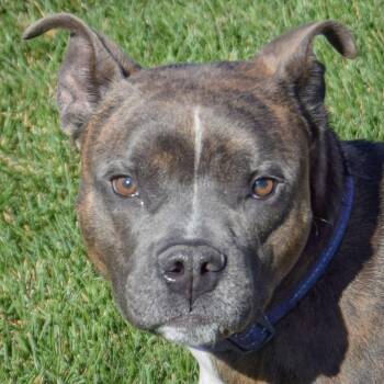 Rescue American Staffordshire Terrier and American Bulldog Dogs for Adoption in Huntley, Illinois - Champ | PetCurious