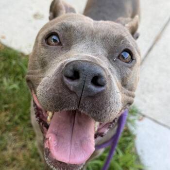 Passion -  American Staffordshire Terrier Dog for Adoption in Grand Rapids, Michigan - Passion | PetCurious