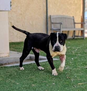 Pit Bull Terrier Dogs Available for Adoption in Ridgecrest, California - KC26-59 | PetCurious