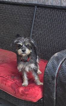 Apple -  Terrier Dog for Adoption - Apple | PetCurious