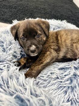 Plott Hound Dogs Available for Adoption in Copiague, New York - Alexander | PetCurious