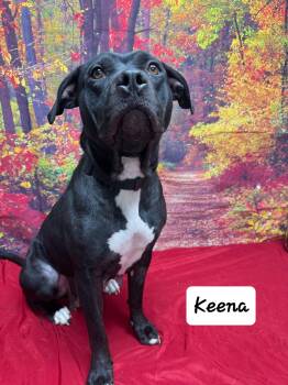Rescue Pit Bull Terrier Dogs for Adoption in Urbana, Ohio - Keena | PetCurious