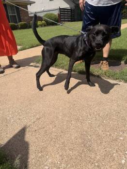 FARI -  Mixed Breed Dog Available for Adoption in Dallas, Texas - FARI | PetCurious
