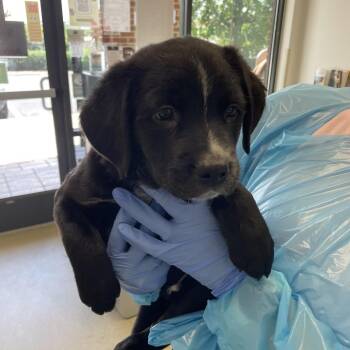 Indigo -  Retriever and Australian Shepherd Dog for Adoption in Nashville, Tennessee - Indigo | PetCurious
