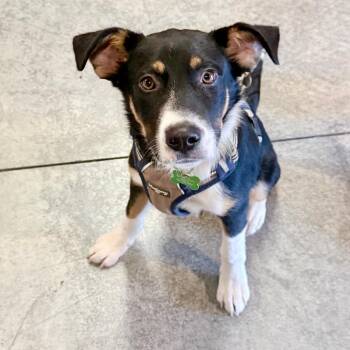Bowen -  Shepherd Dog for Adoption in Minneapolis, Minnesota - Bowen | PetCurious