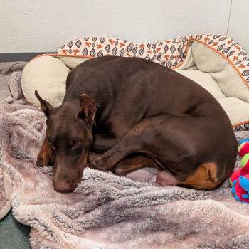 Luke -  Doberman Pinscher Dog for Adoption in Chico, California - Luke | PetCurious