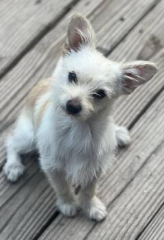 TRUFFLES -  Terrier Dog for Adoption in Los Angeles, California - TRUFFLES | PetCurious