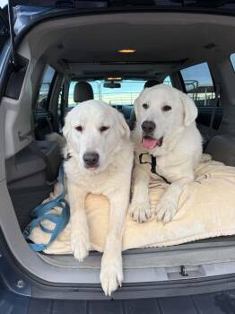 Rescue Great Pyrenees and Akbash Dogs for Adoption in Bountiful, Utah - Darby | PetCurious