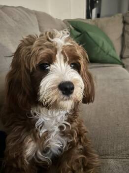 Journey -  Cavapoo Dog for Adoption in Manhasset, New York - Journey | PetCurious