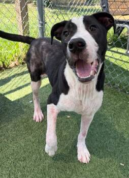 LOVEBUG -  Mixed Breed Dog for Adoption in Columbia, South Carolina - LOVEBUG | PetCurious