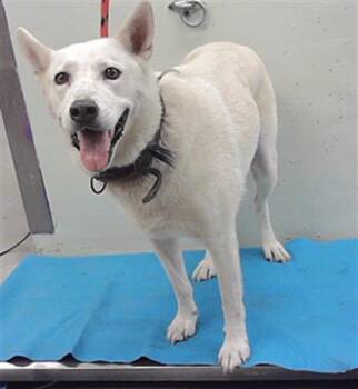 A2096092 -  Siberian Husky and Mixed Breed Dog for Adoption in Houston, Texas - A2096092 | PetCurious
