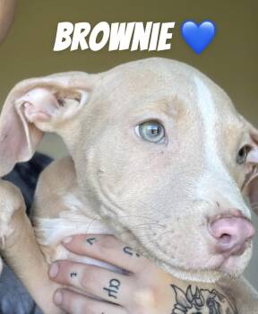 Brownie -  Pit Bull Terrier Dog for Adoption in Felton, Pennsylvania - Brownie | PetCurious